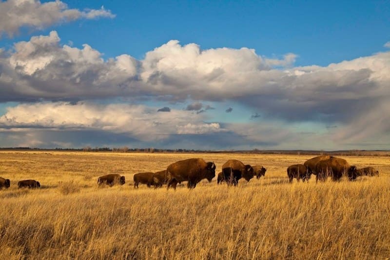 restablecimiento de la manada de búfaloss