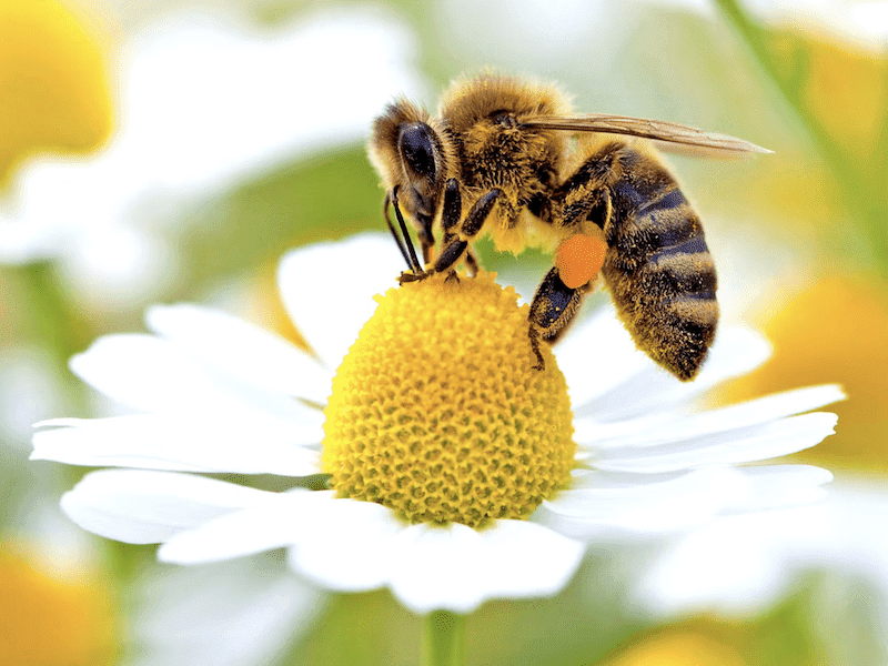 abejas polinizando flores