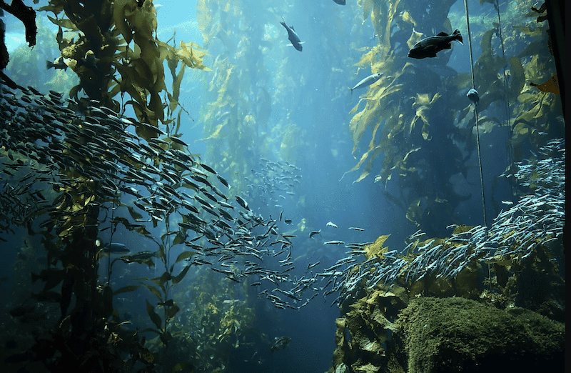 bosques submarinos de algas