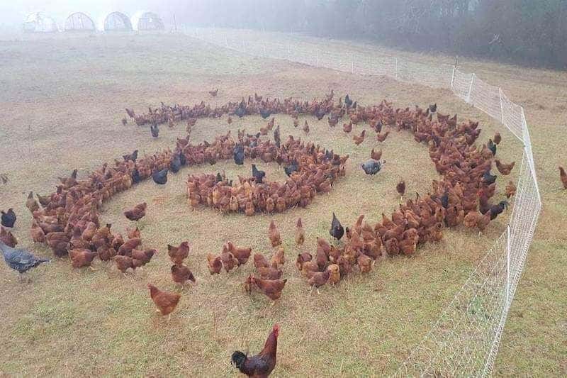pollos en espiral