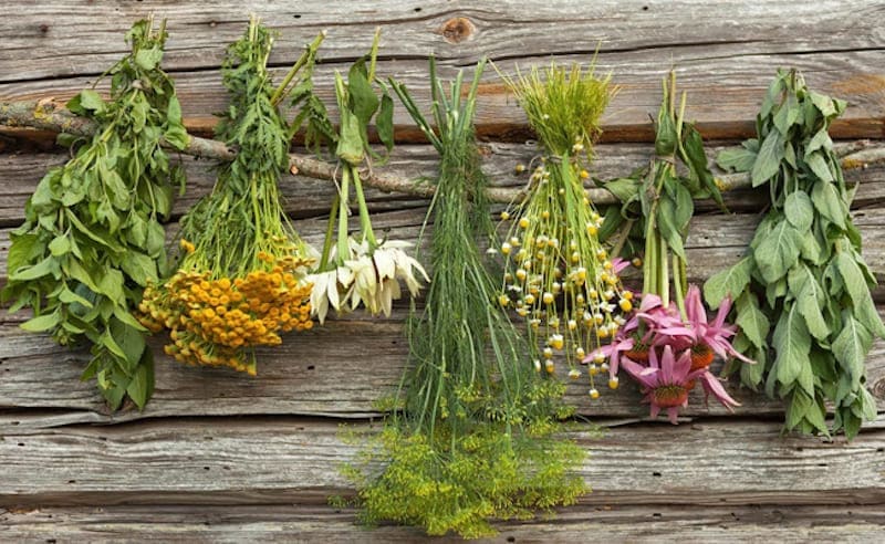 the healthy benefits of medicinal plants