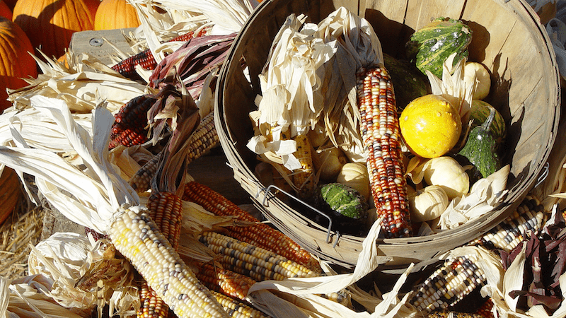 diet of native americans - maize, melons and beans - the three sisters