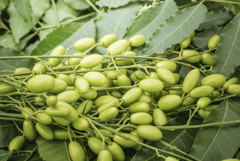 the leaves of a neem tree with seed