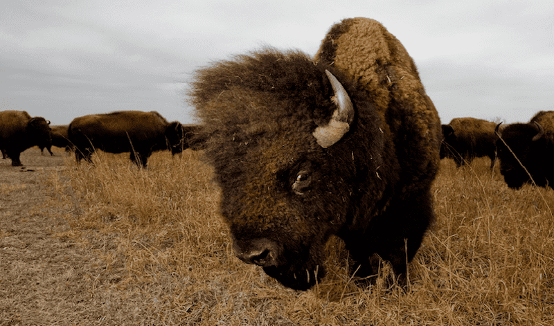 prarrie tierra de búfalo