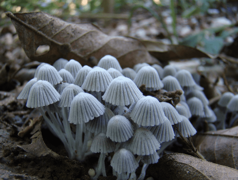 fungi growing from decomposing leaves in a tropical forest