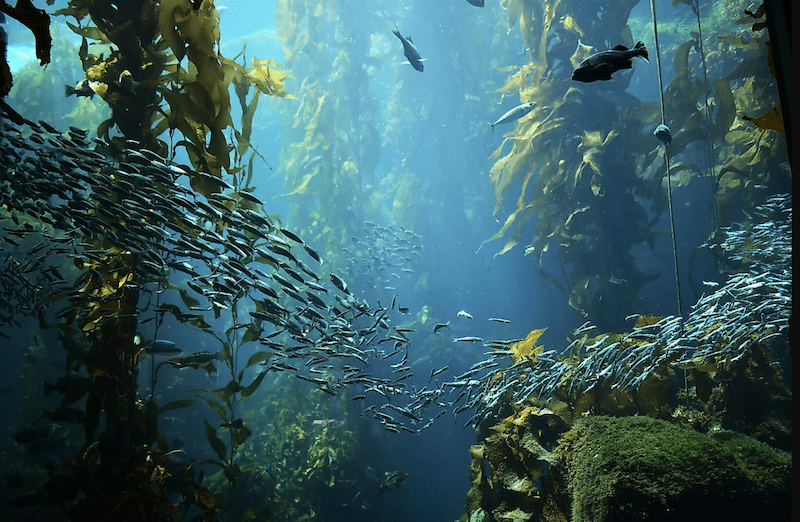 underwater kelp forests