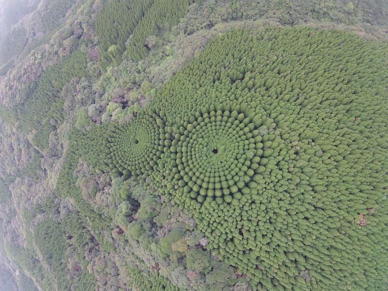 crop circle forests