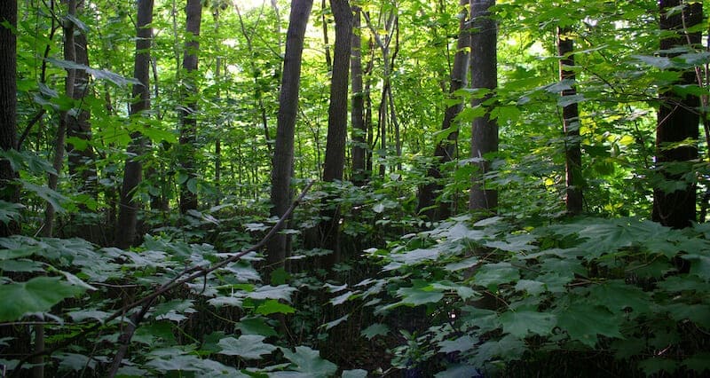 bosques ecosistemas