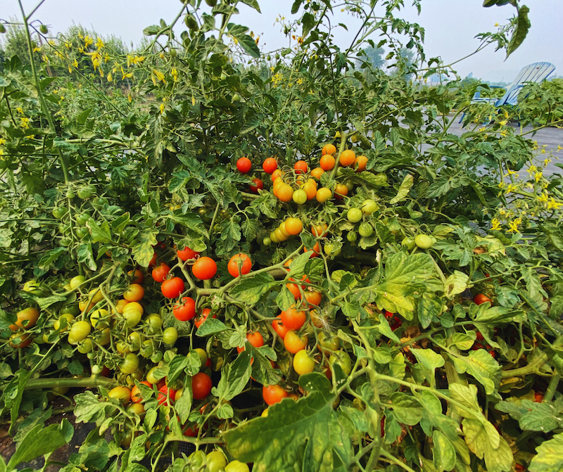 el volcán de tomates crece en el huerto comunitario de blaine