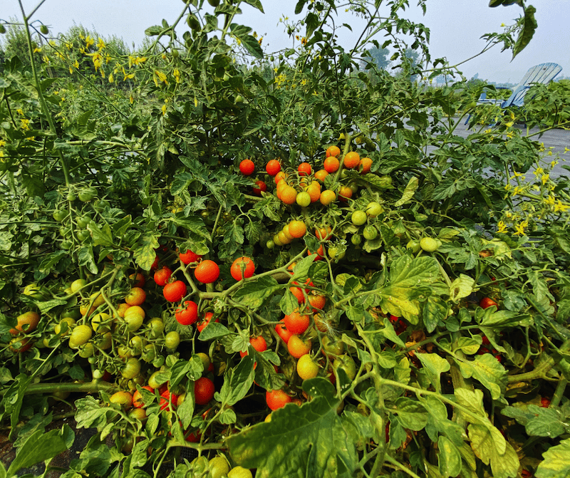 tomato volcano growing in blaine community garden