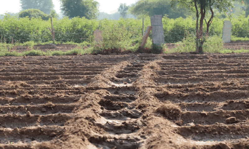 agricultura de captura