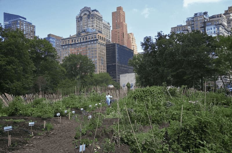 un huerto urbano alimenta a los necesitados