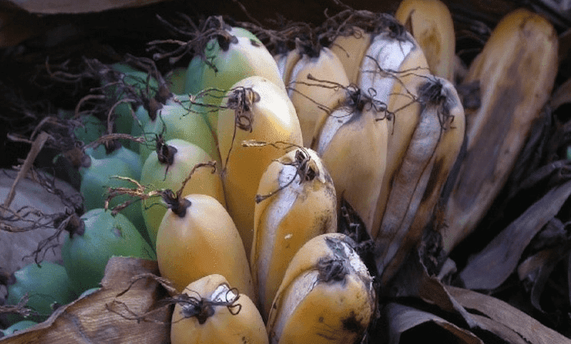 los plátanos se enfrentan a una posible extinción por la enfermedad de panamá