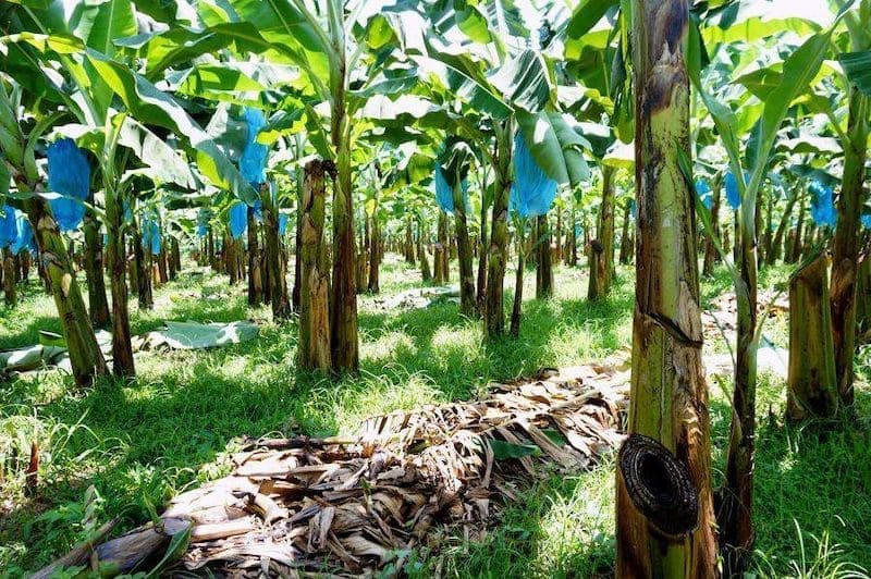 cultivo de plátanos
