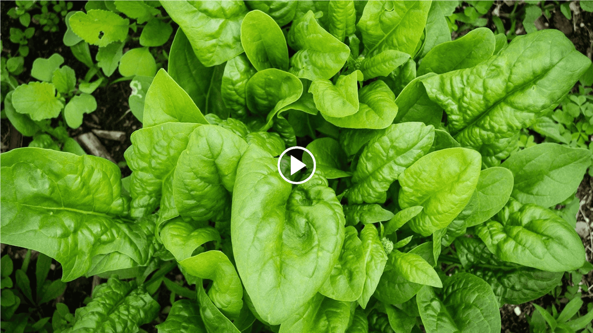 cómo cultivar espinacas en el jardín con un círculo de cultivo