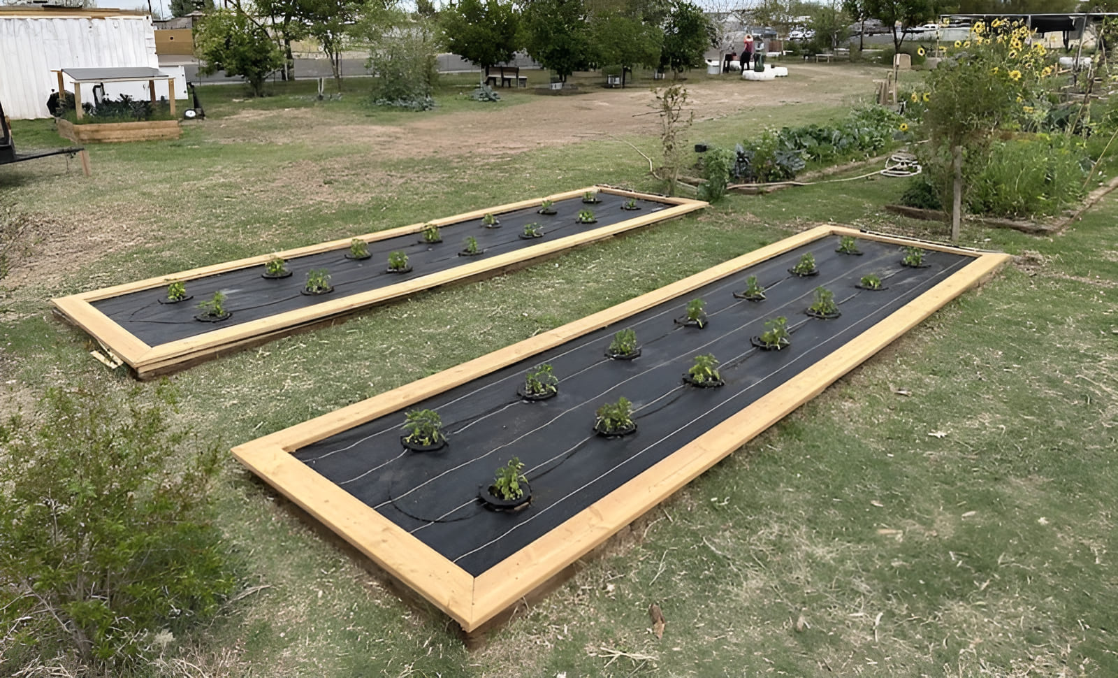 raised bed gardening