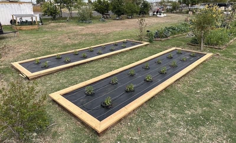 caja de madera jardín elevado en phoenix