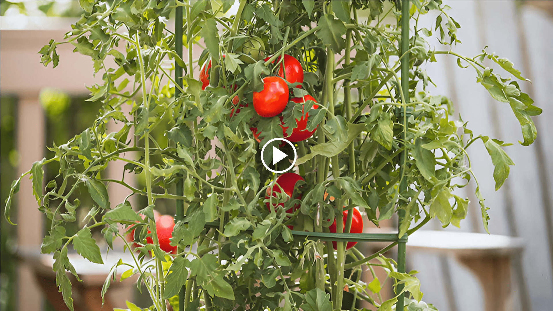 how to grow indeterminate tomatoes in a garden with a crop circle