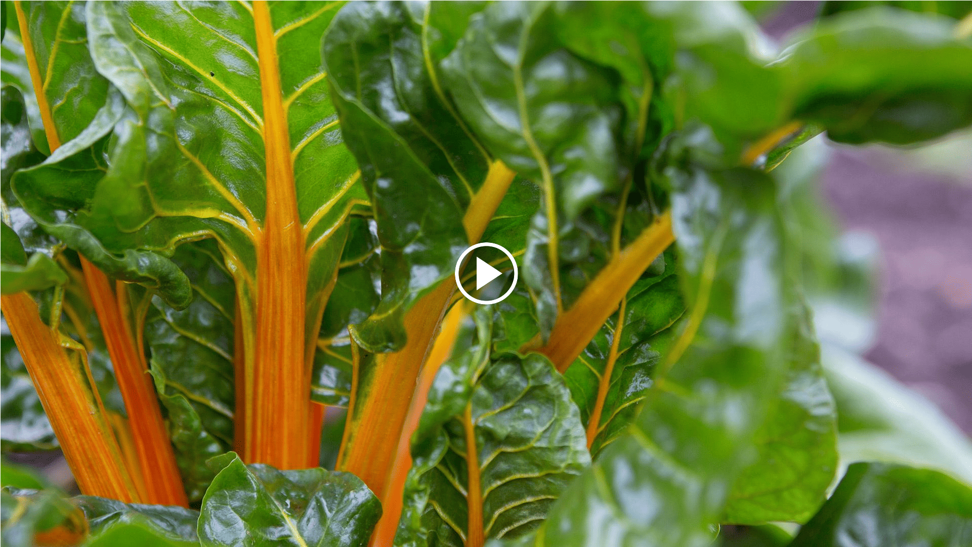 how to grow chard in the garden with a crop circle