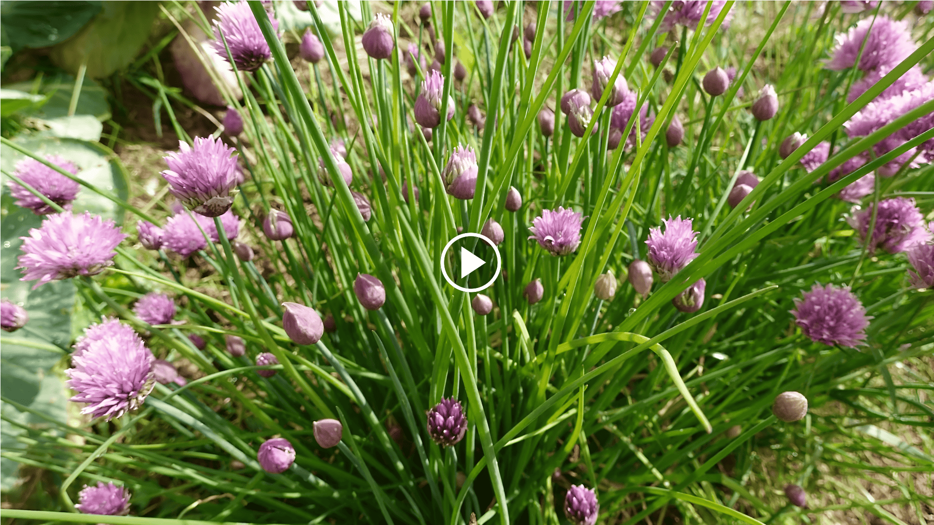 how to grow herbs in the garden with a crop circle