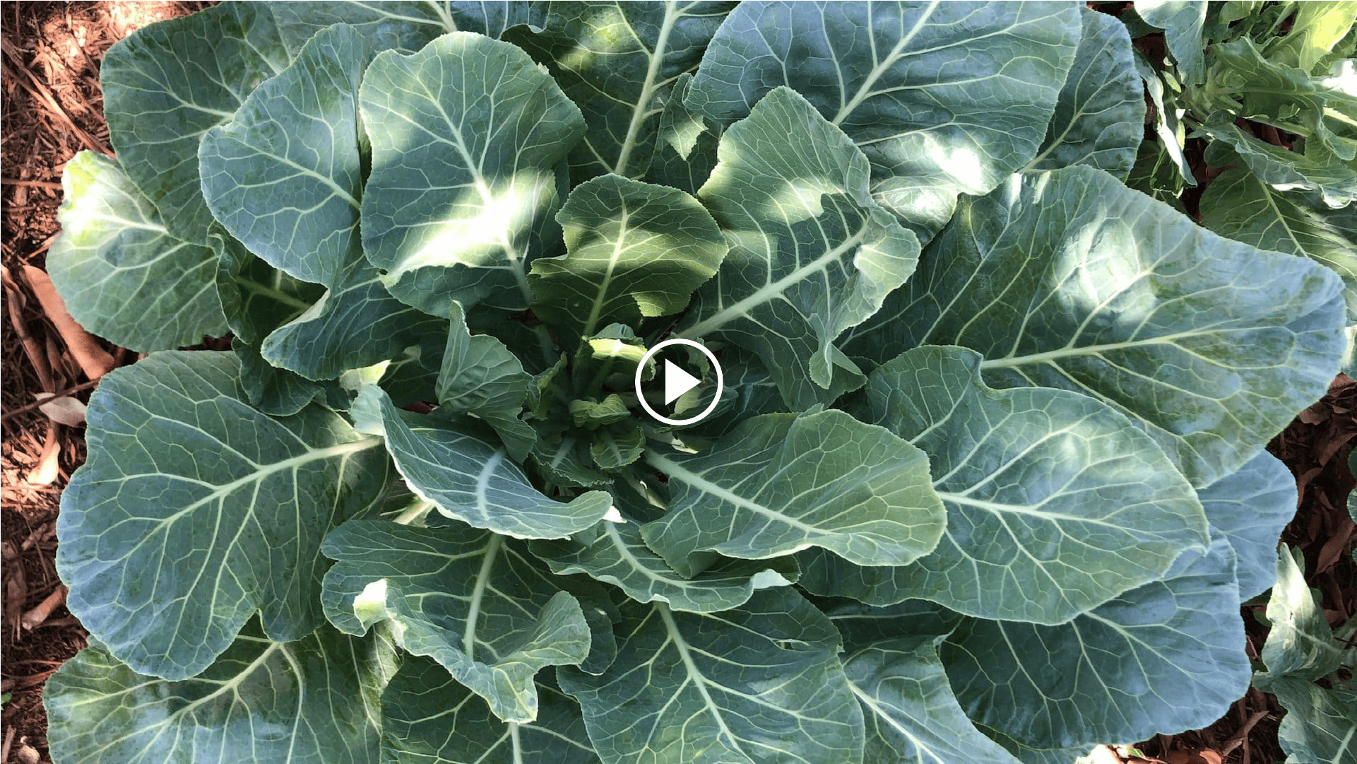 how to grow collards in the garden with a crop circle