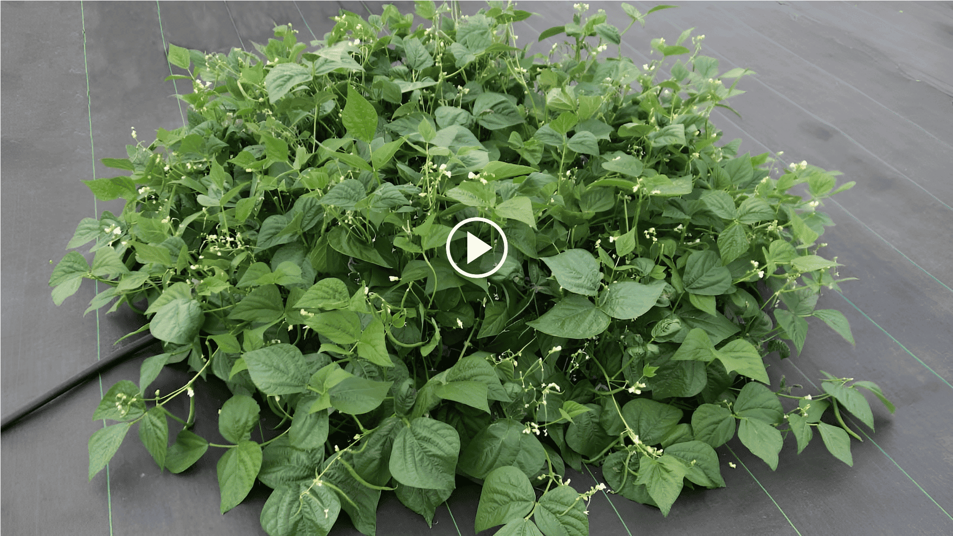 how to grow bush beans in the garden with a crop circle