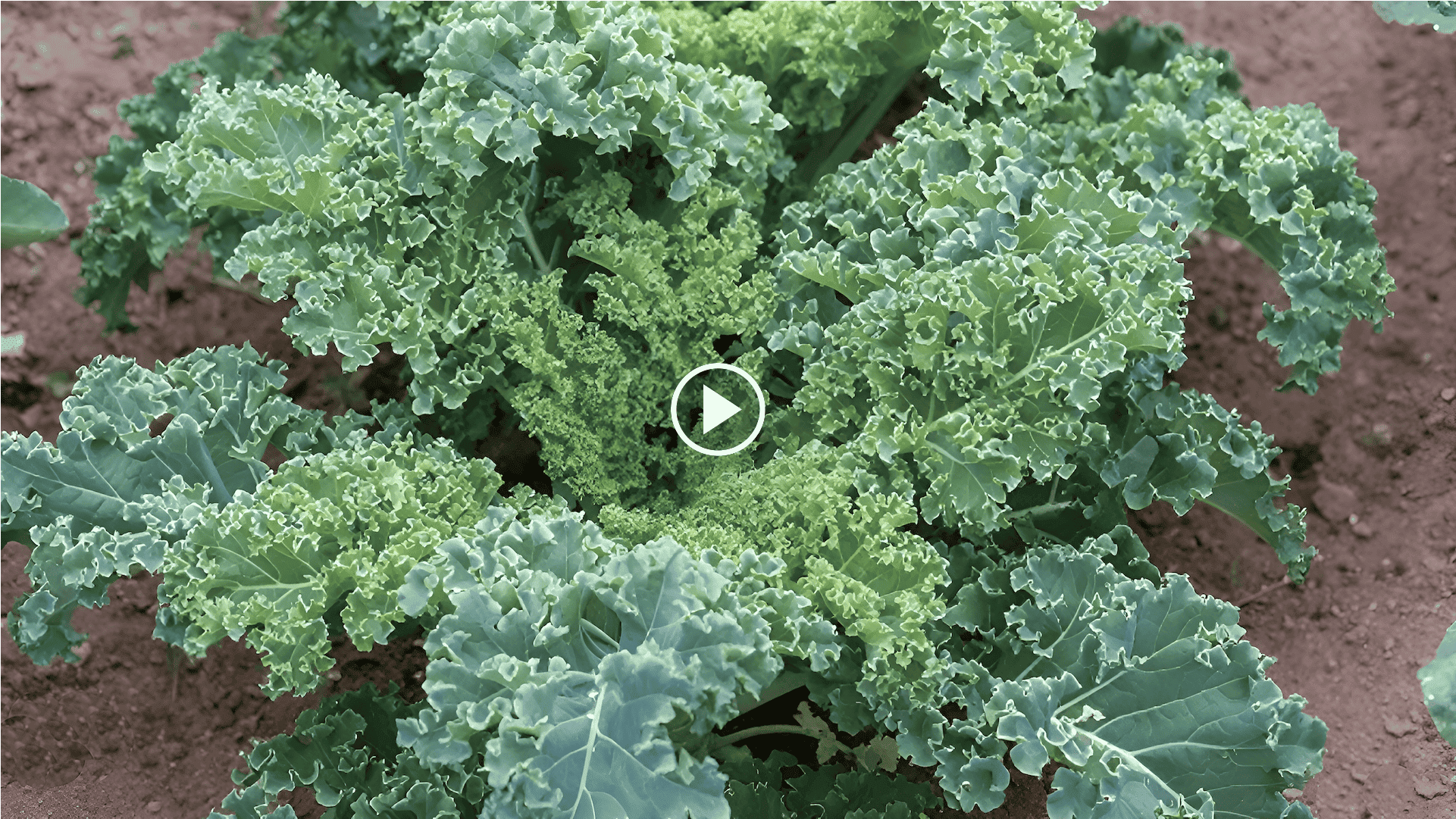 how to grow kale in the garden with a crop circle