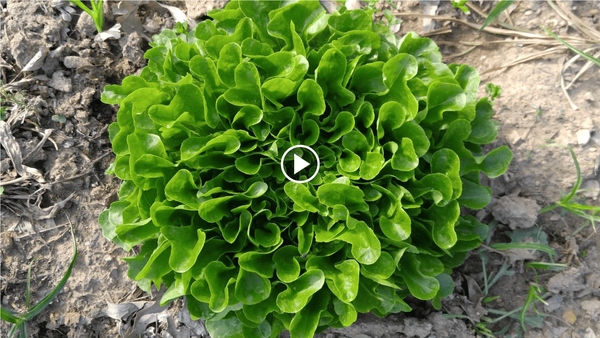 how to grow lettuce in the garden with a crop circle