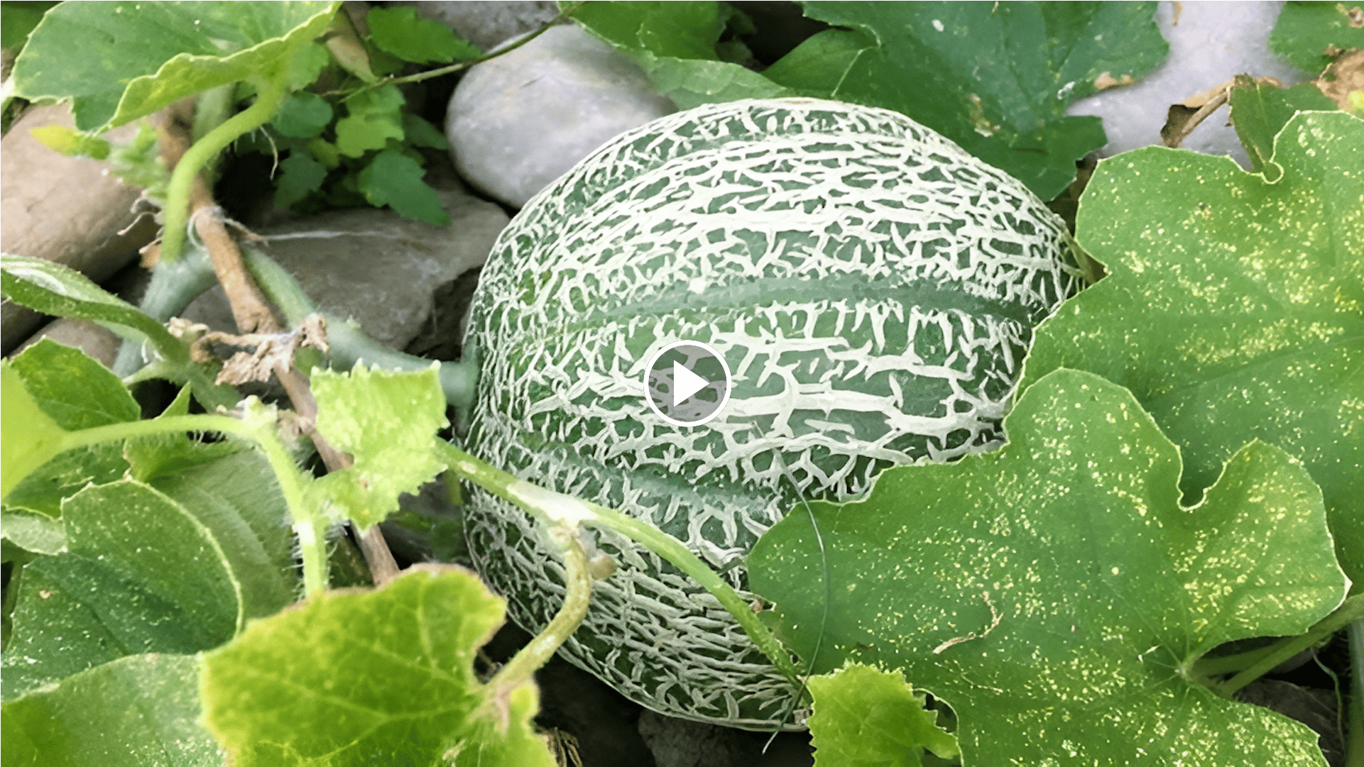 how to grow melons in the garden with a crop circle