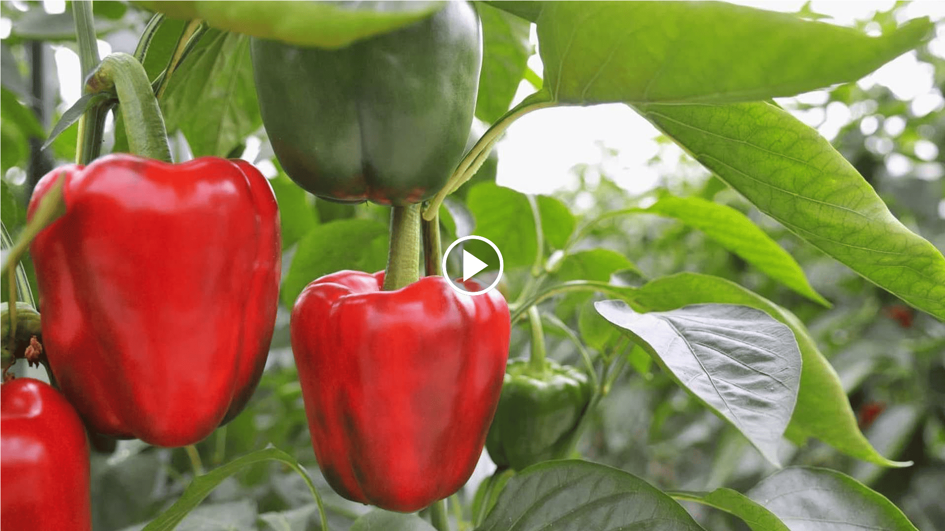 how to grow peppers in the garden with a crop circle