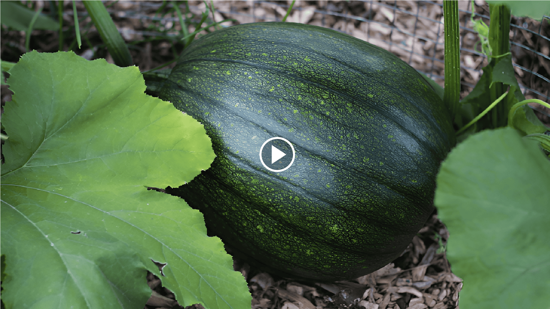 how to grow pumpkins in the garden with a crop circle