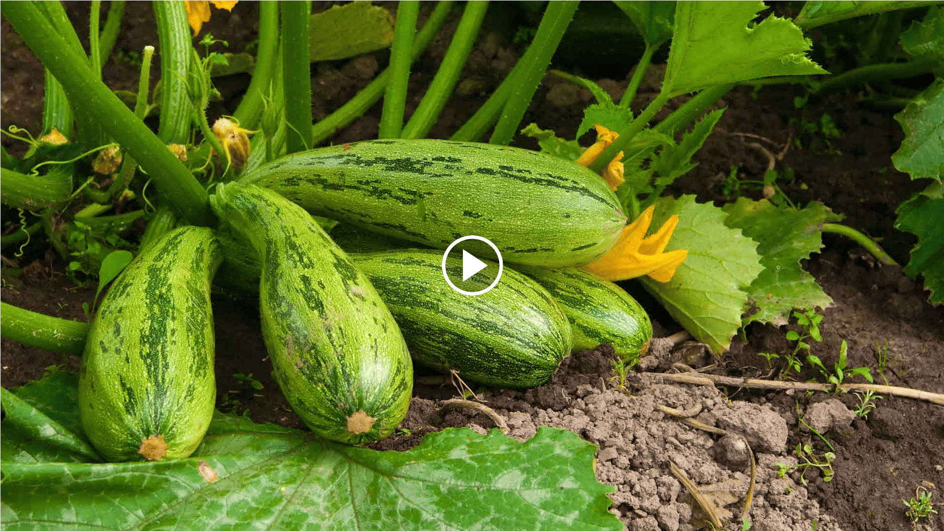 how to grow squash in the garden with a crop circle