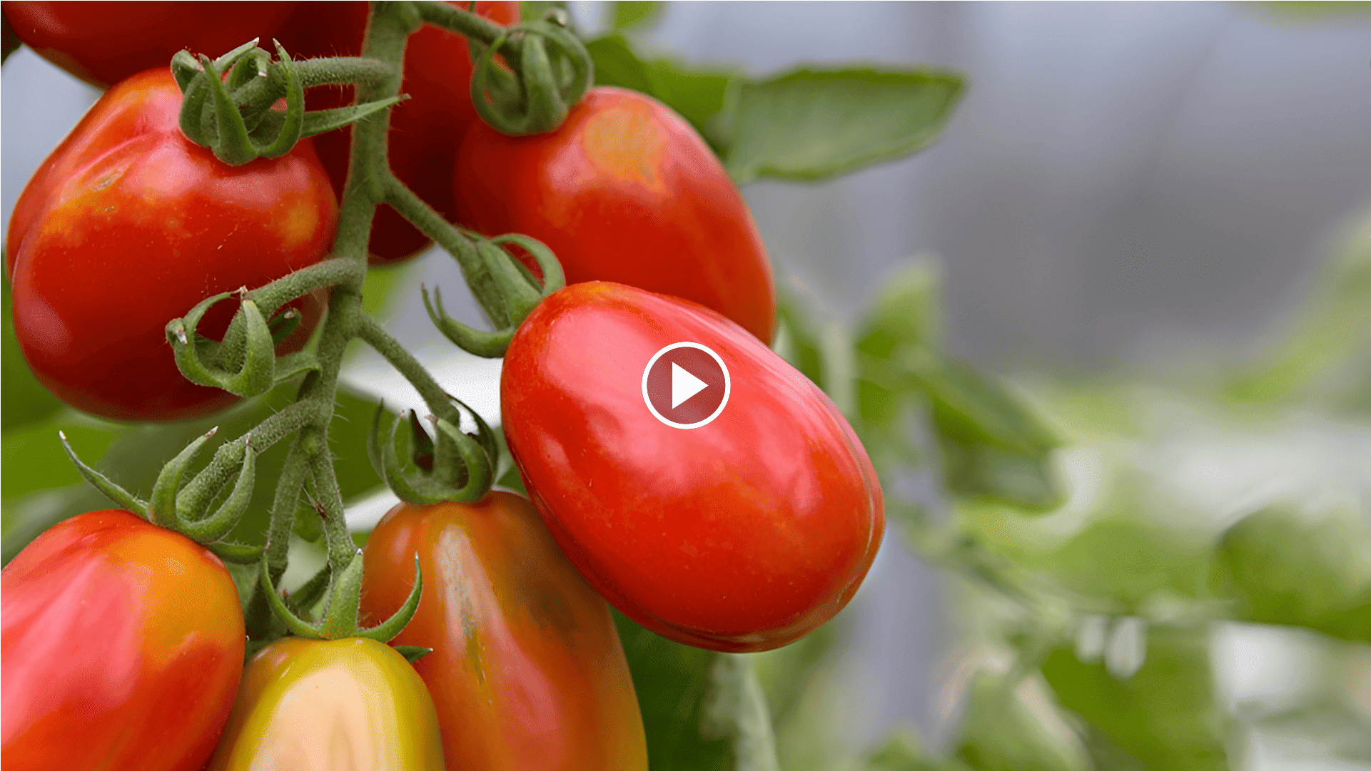 how to grow determinate tomatoes in a garden with a crop circle