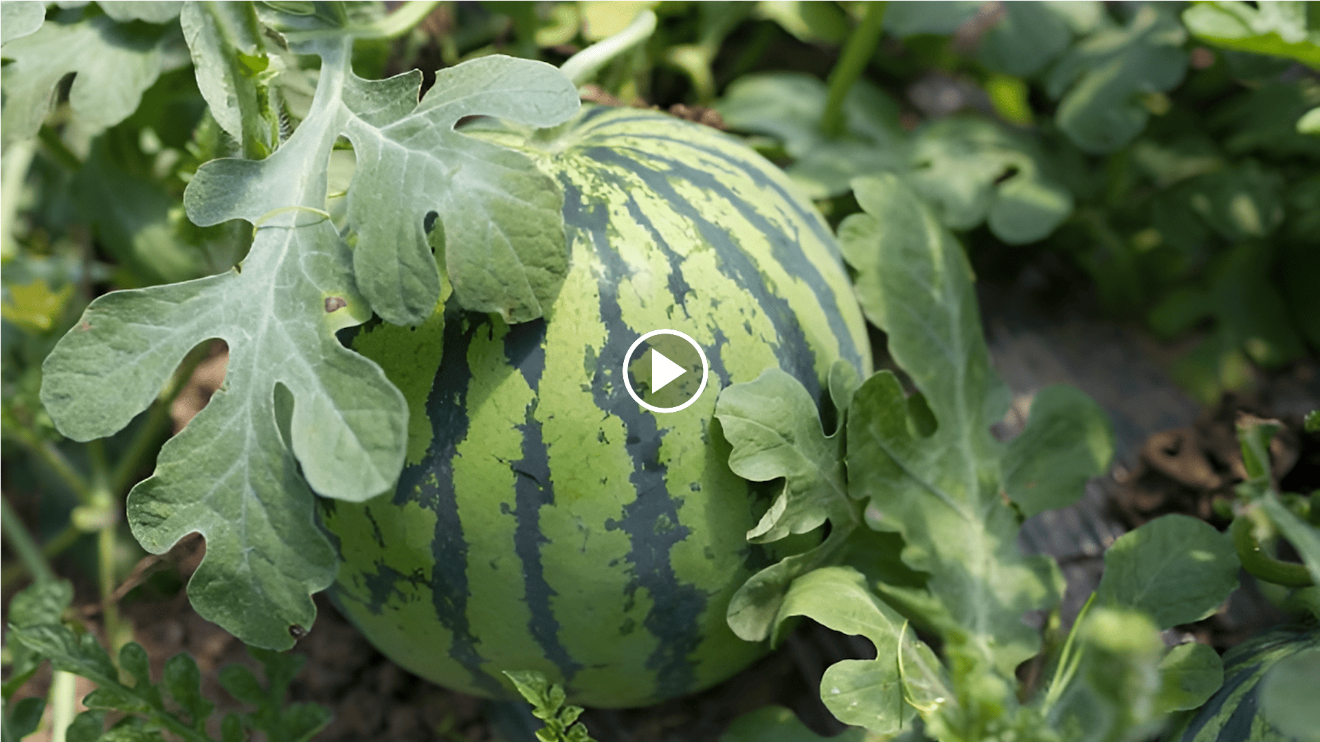 how to grow watermelon in the garden with a crop circle