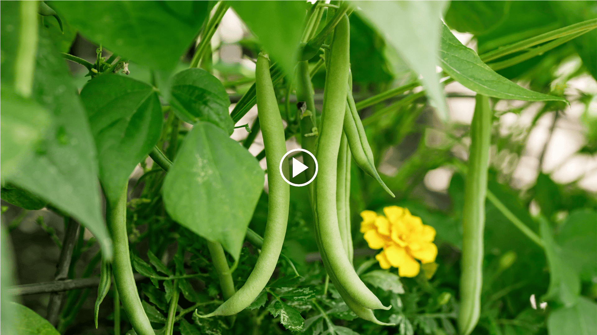 cómo cultivar judías arbustivas en el jardín con un círculo de cultivo