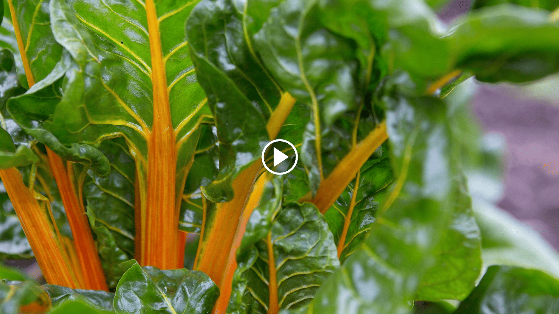 cómo cultivar acelgas en el huerto con un círculo de cultivo