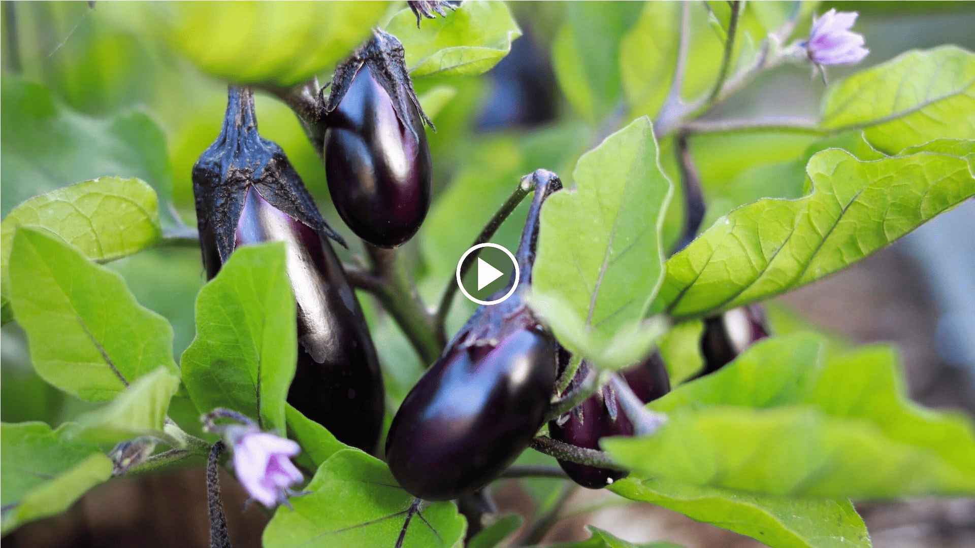 cómo cultivar berenjenas en el huerto con un círculo de cultivo