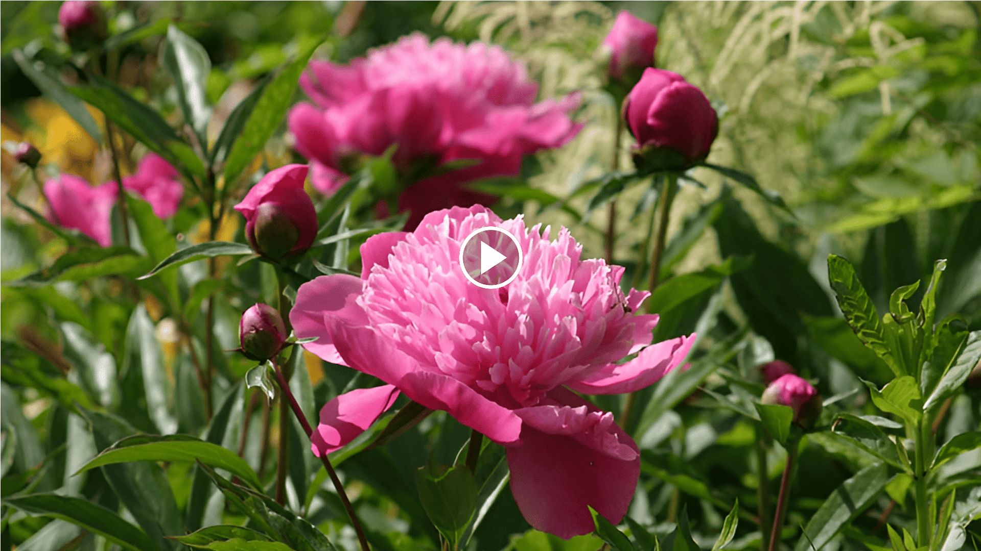 cómo cultivar flores en el jardín con un círculo crio