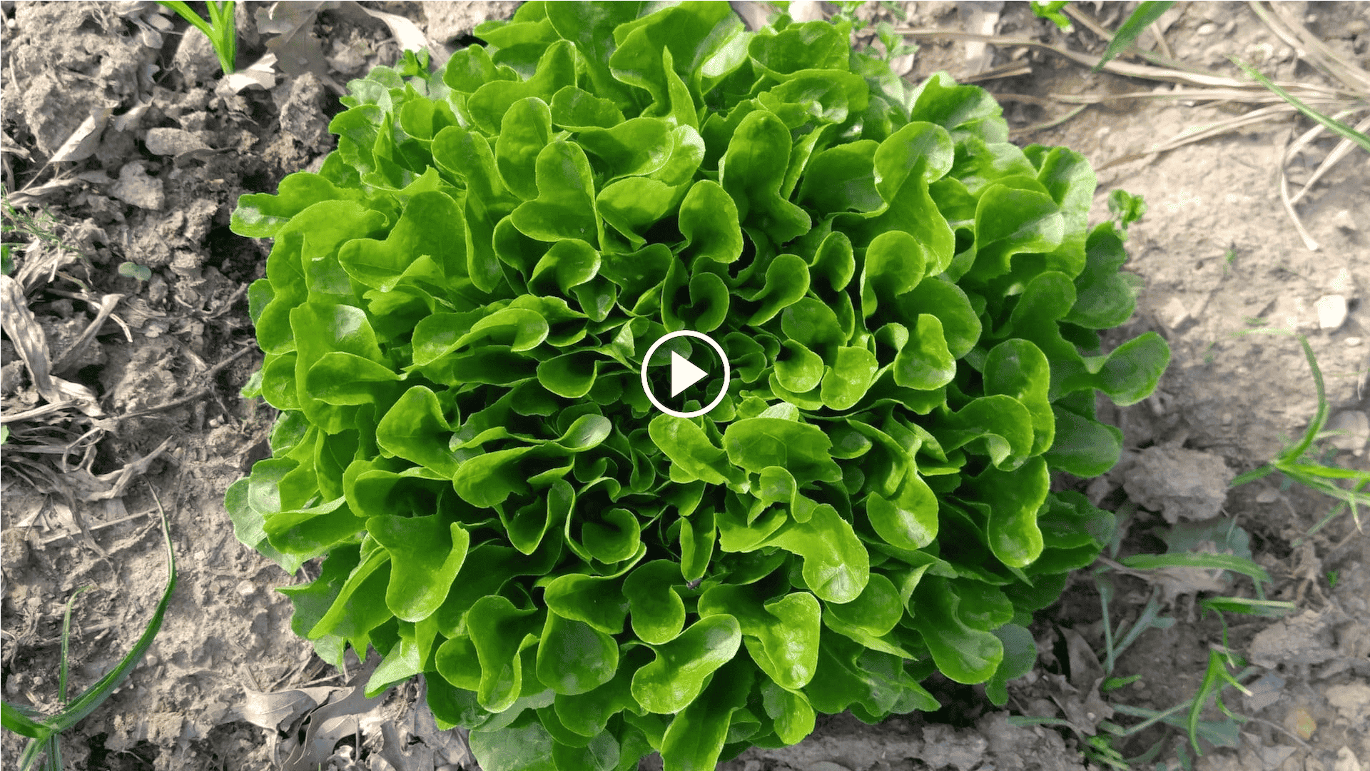 cómo cultivar lechugas en el huerto con un círculo de cultivo