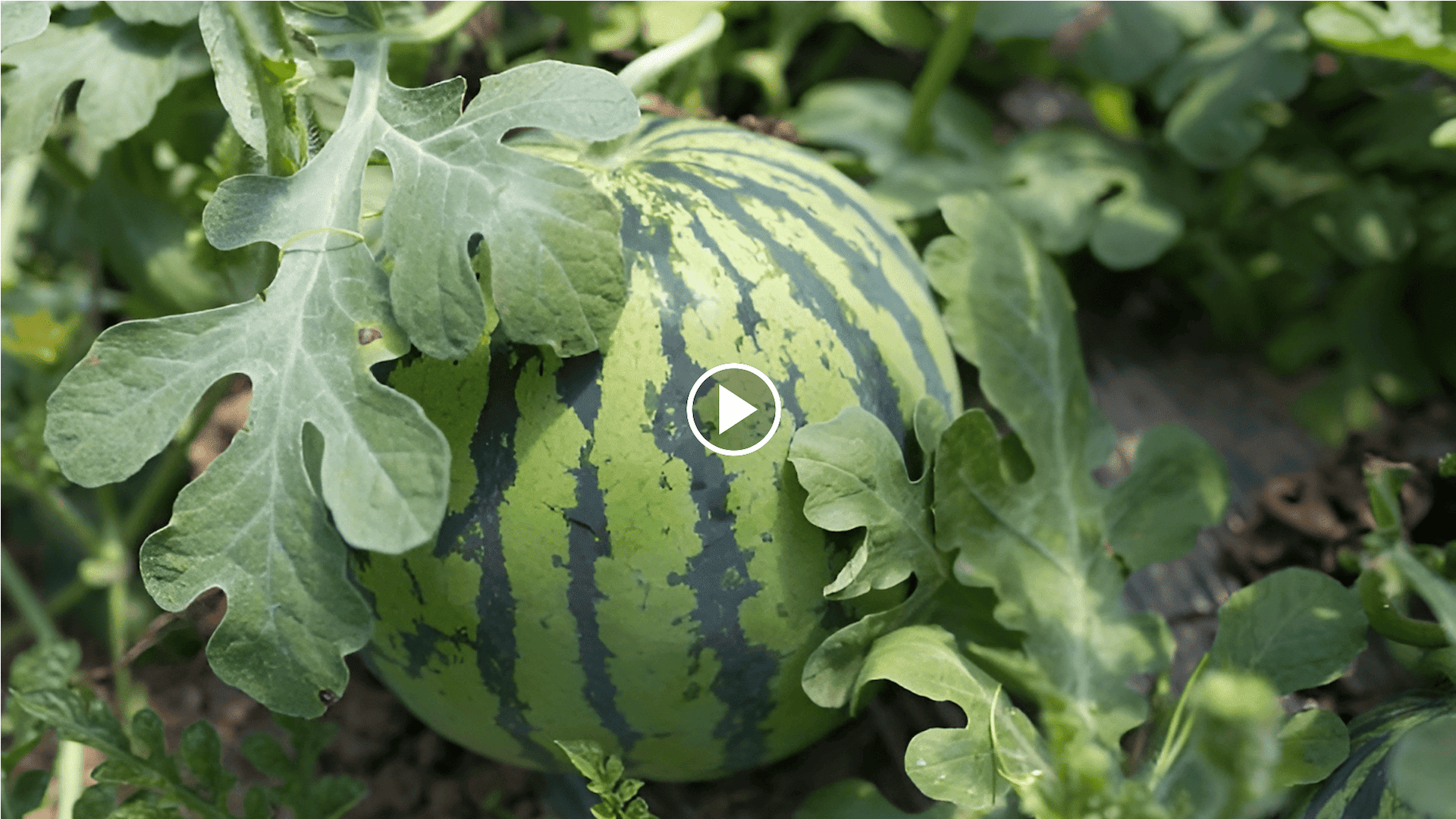 cómo cultivar sandías en el huerto con un círculo de cultivo