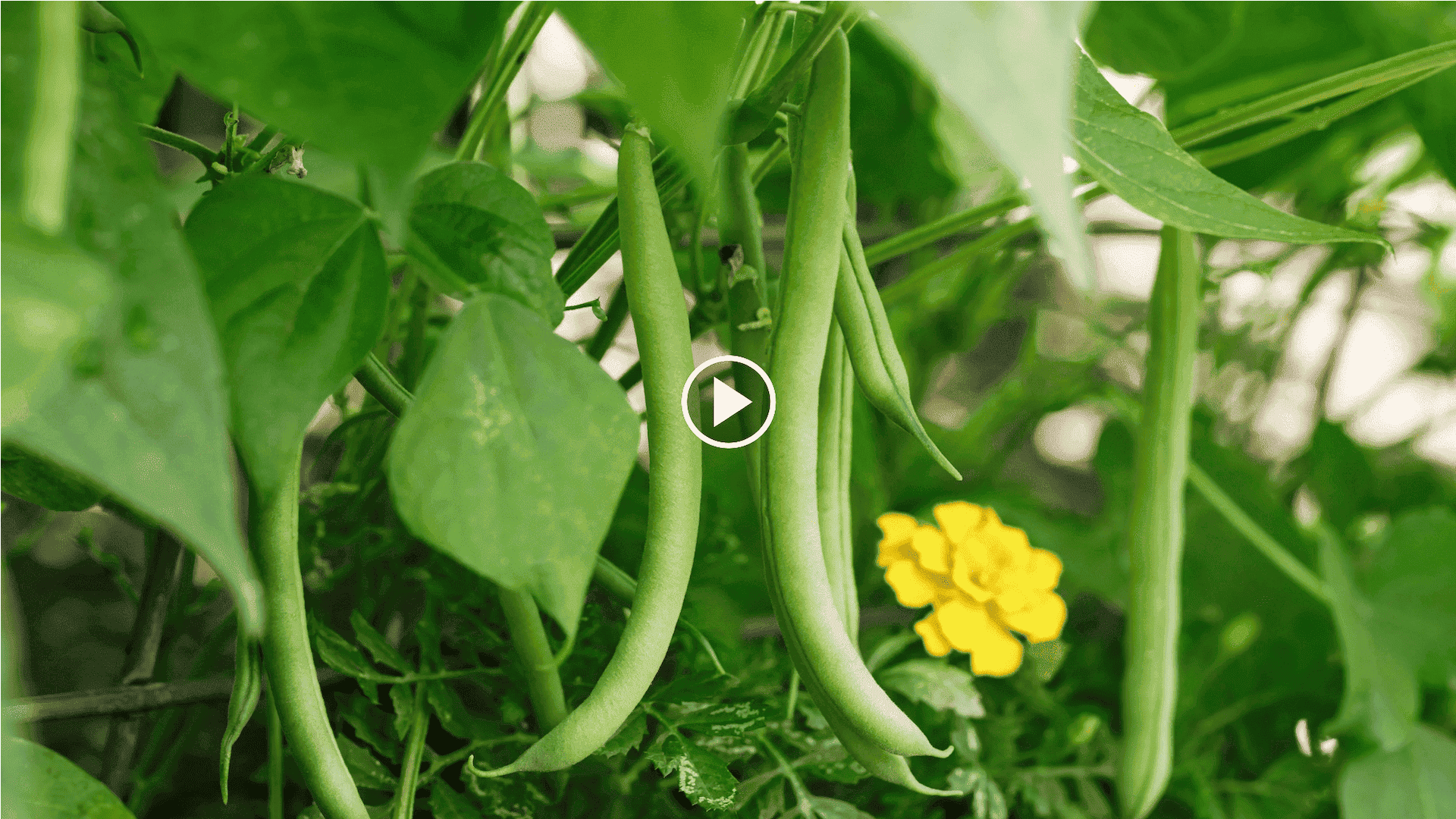 cómo cultivar judías arbustivas en un recipiente con tubo radicular