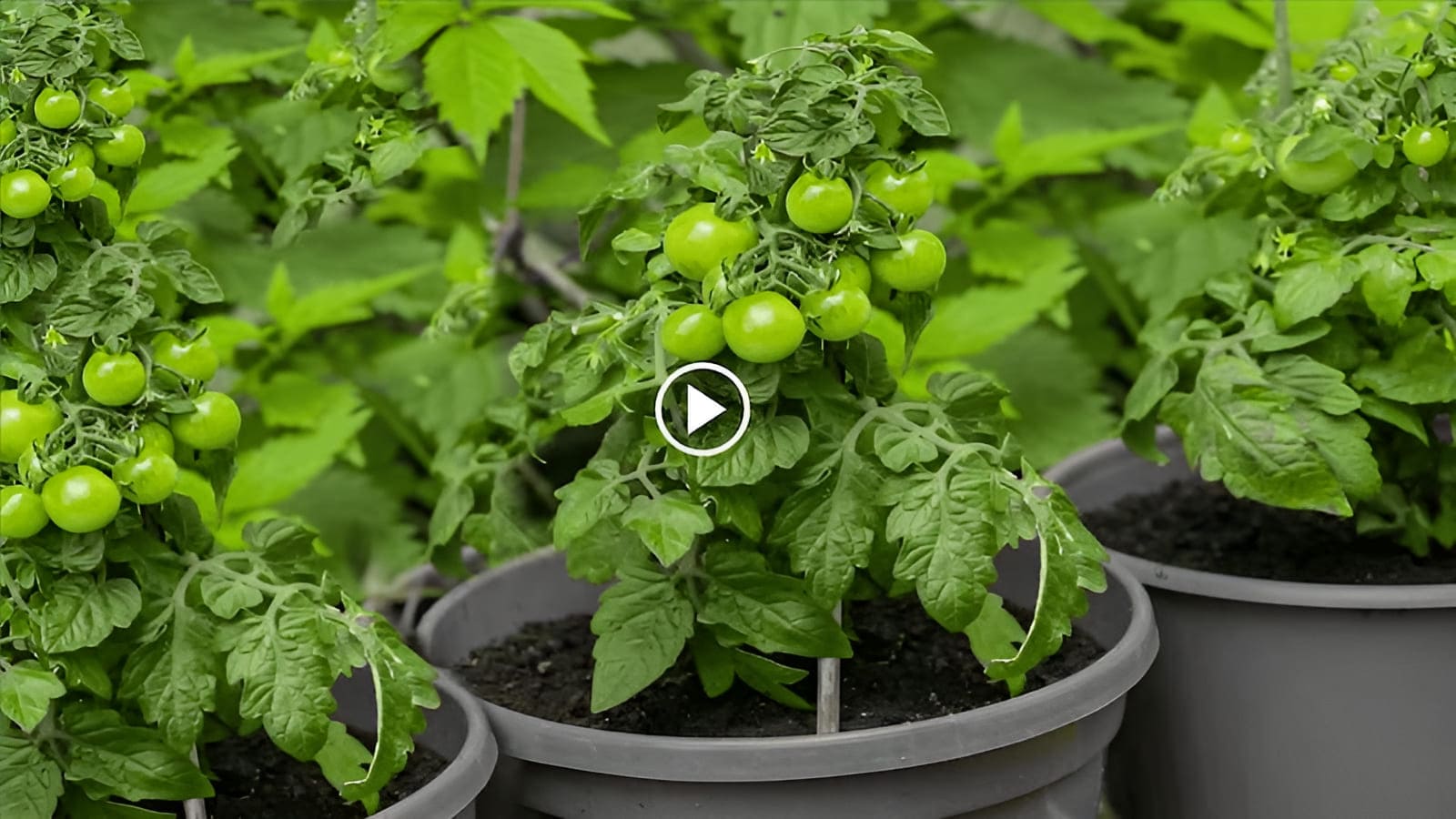 cómo cultivar tomates indeterminados en un contenedor con un tubo de raíces