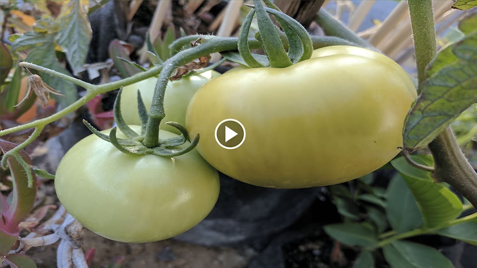 cómo cultivar tomates determinados en un contenedor con un tubo de raíces