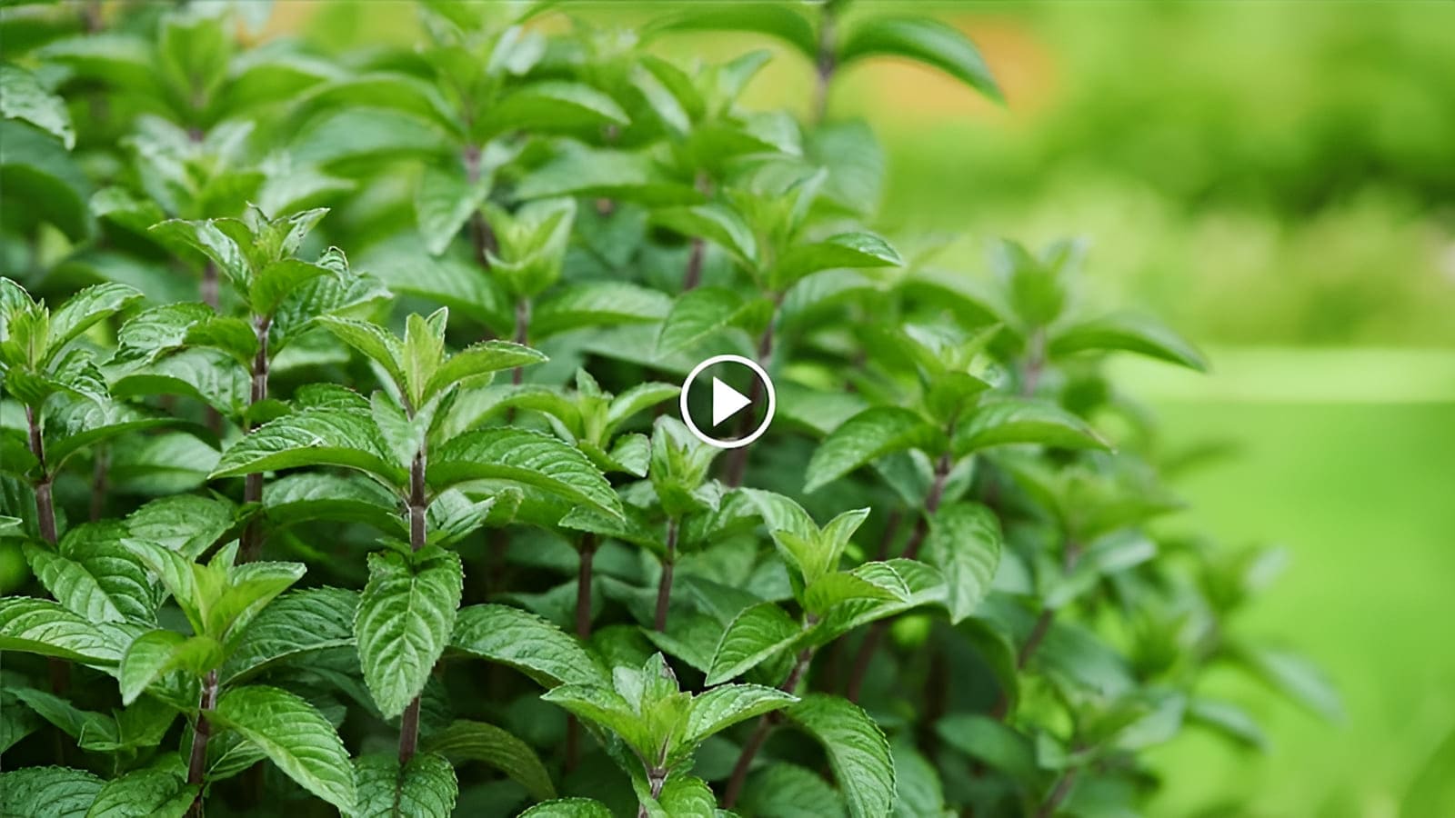 cómo cultivar menta limón en una maceta con un tubo de raíces