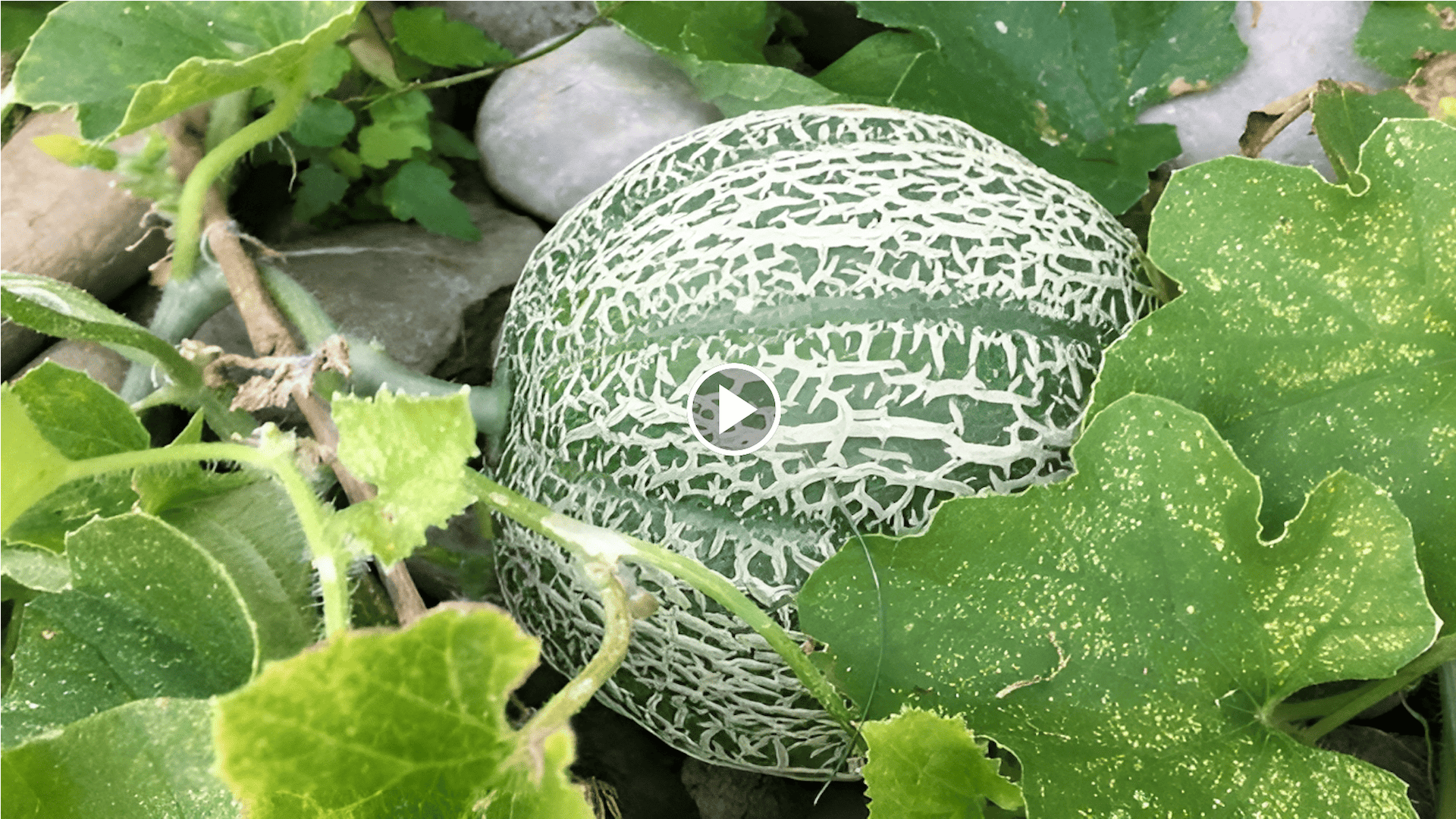 cómo cultivar melones en el huerto con un círculo de cultivo