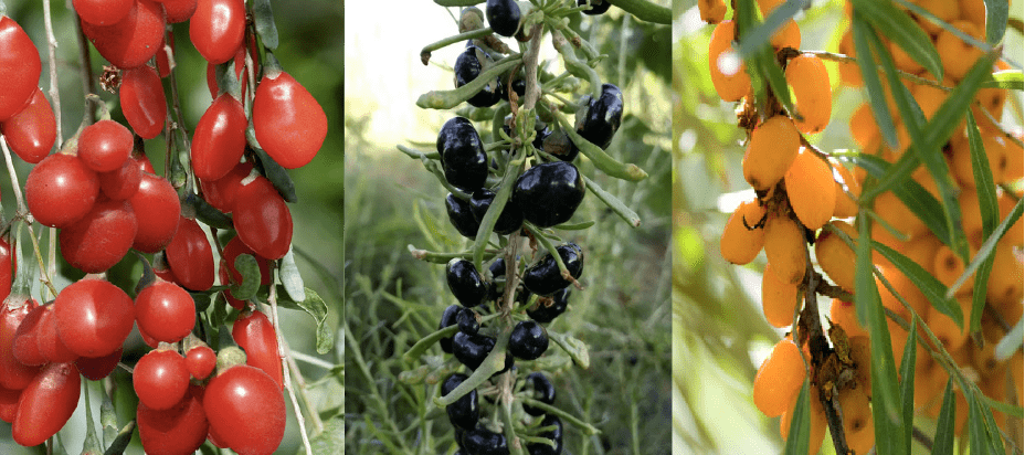 red, black and yellow gogi berries