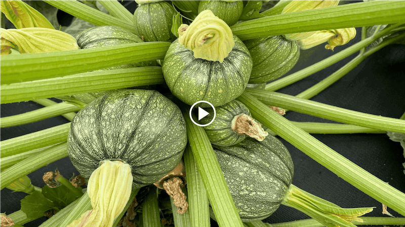 how to grow ball zucchini in a container with a root tube