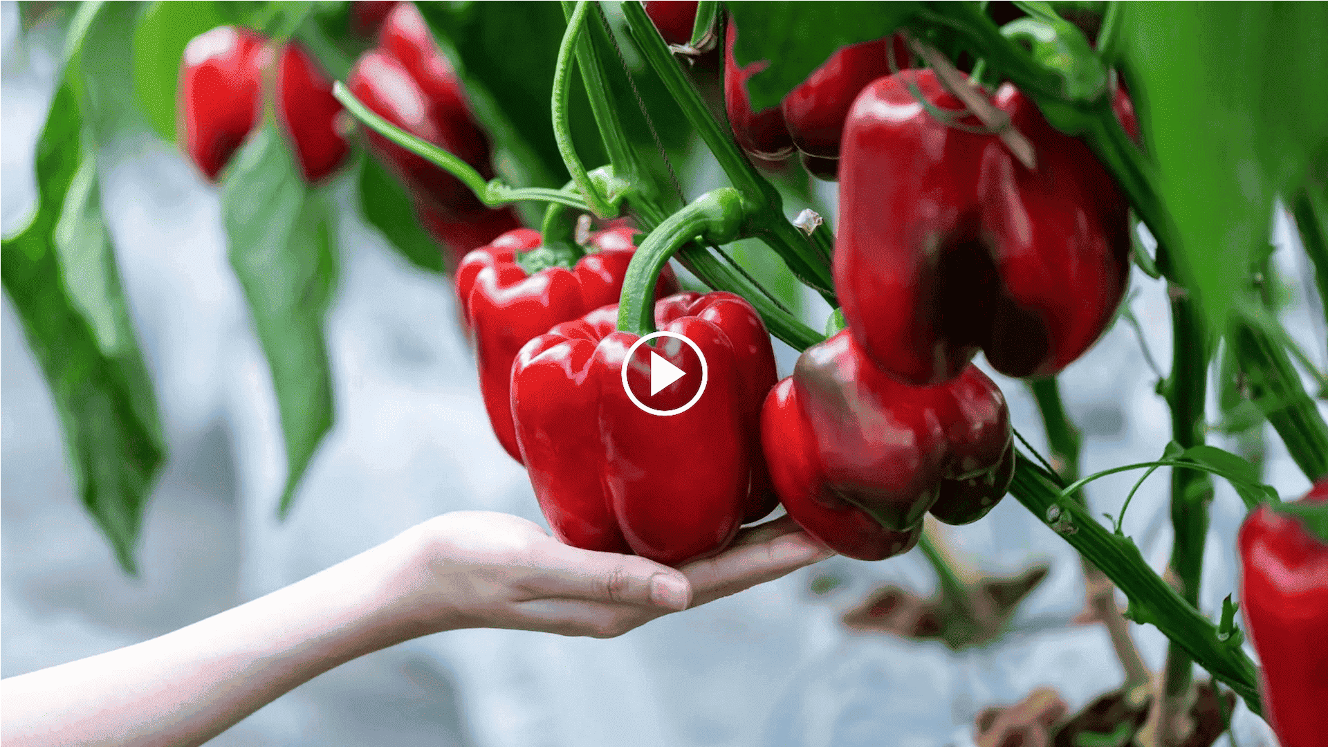 how to grow bell peppers in a container with a root tube