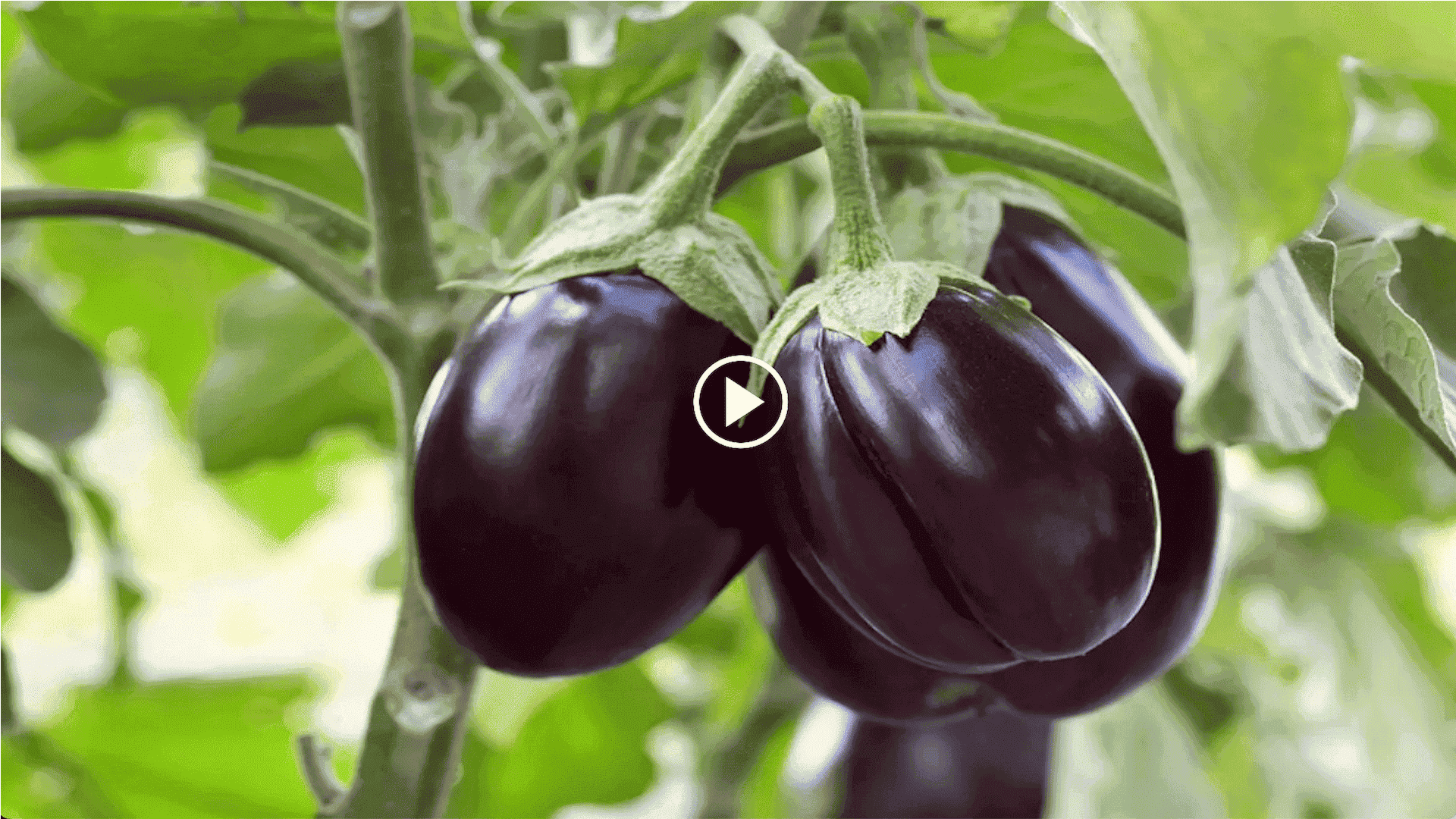 how to grow black beauty eggplant in a container with a root tube