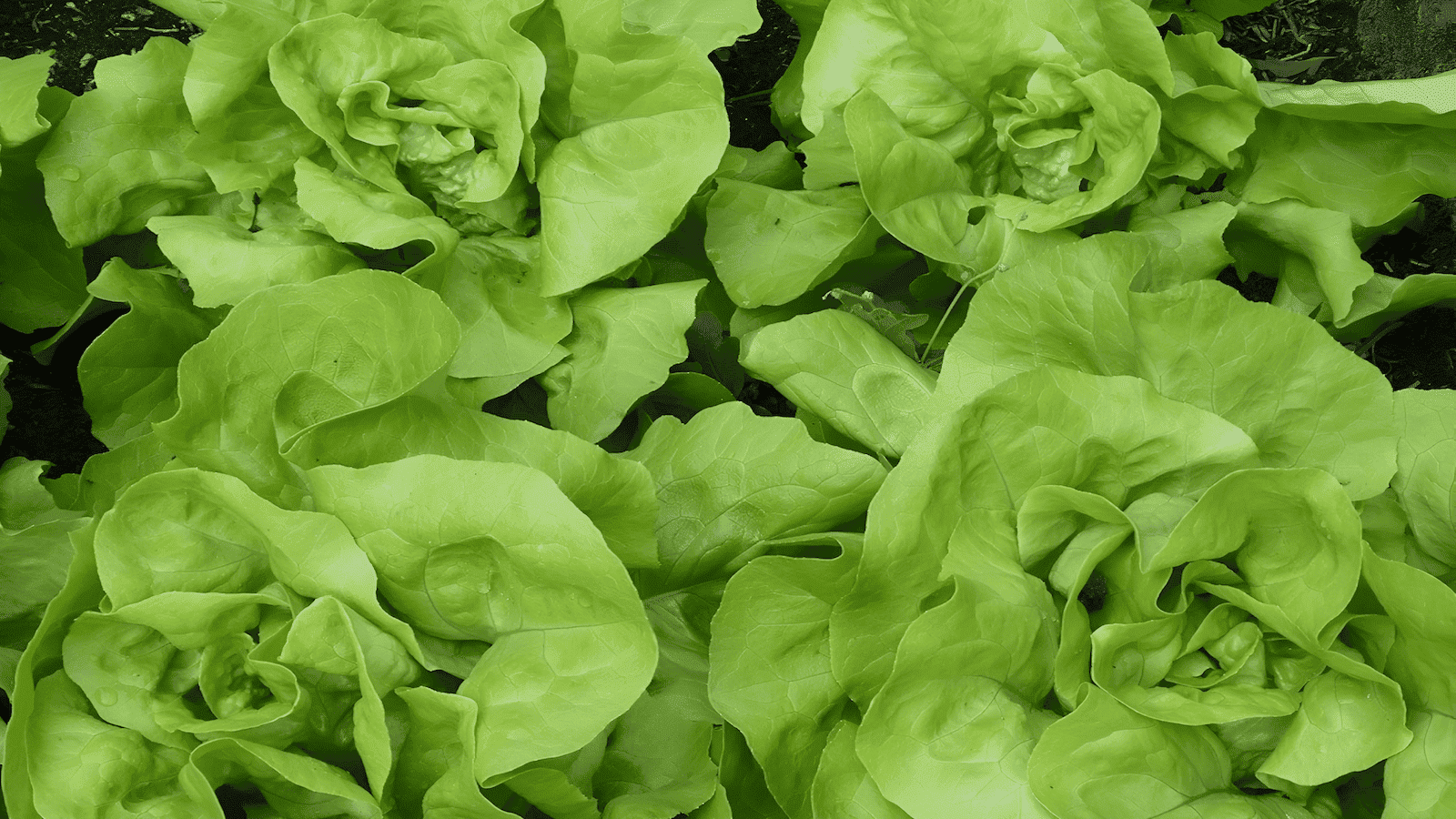 how to grow blac simpson lettuce in a container with a root tube